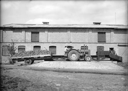 Traktor og et læs roer